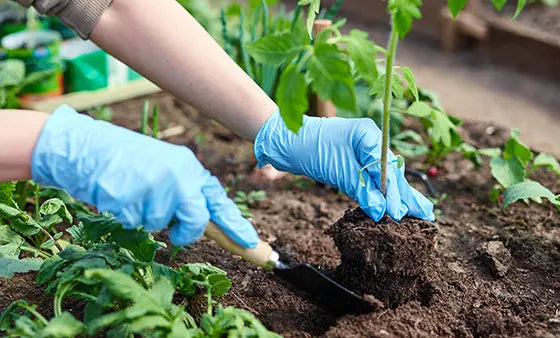 Gardening in Small Spaces